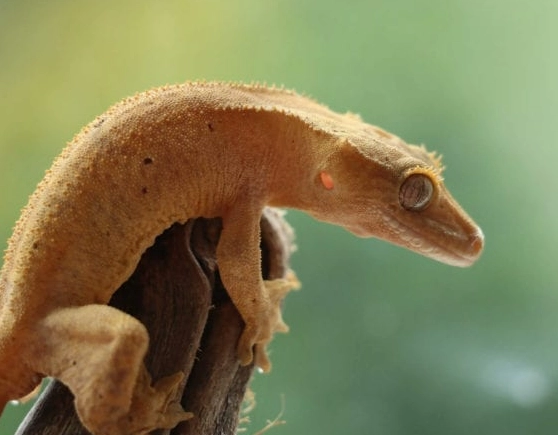 are crested geckos good pets are crested geckos good pets