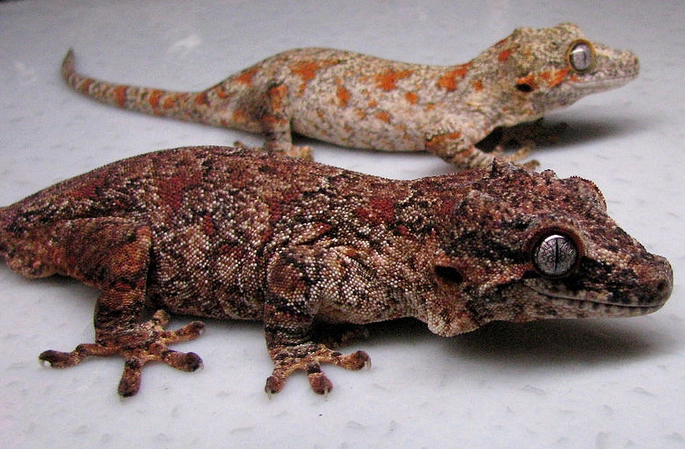 how long do gargoyle geckos live