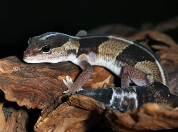how long do fat tailed geckos live