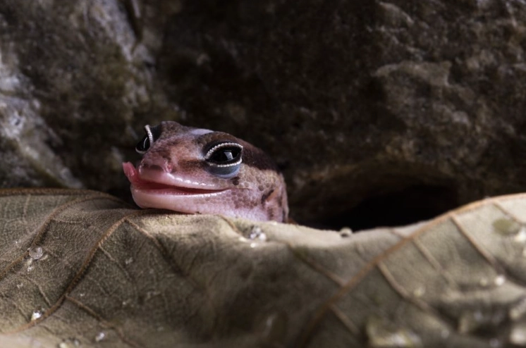 how long do fat tailed geckos live