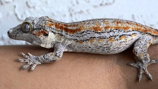 gargoyle gecko care