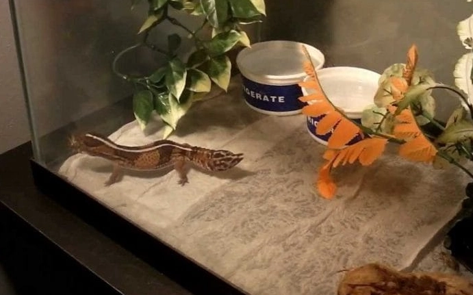 fat tailed gecko lifespan