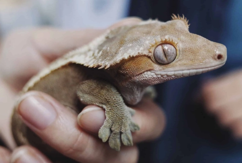 are crested geckos good pets are crested geckos good pets