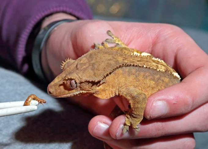 friendly crested gecko friendly crested gecko
