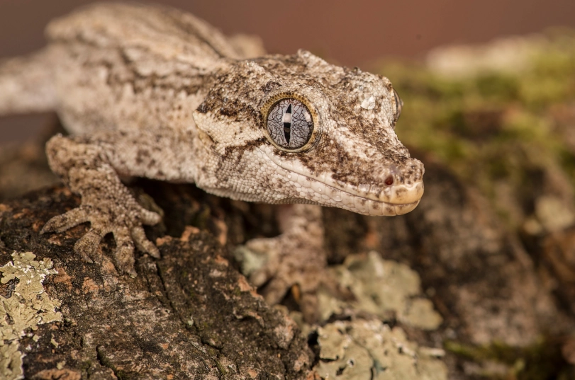 gargoyle gecko morphs