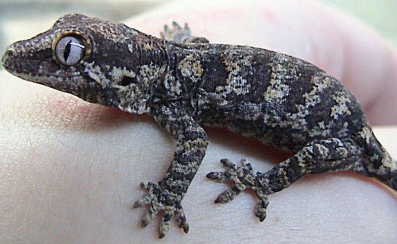 gargoyle gecko morphs