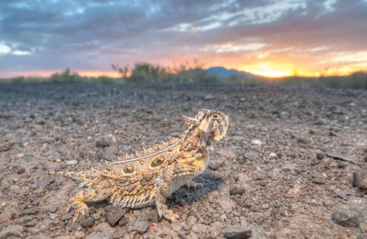 horned lizard states