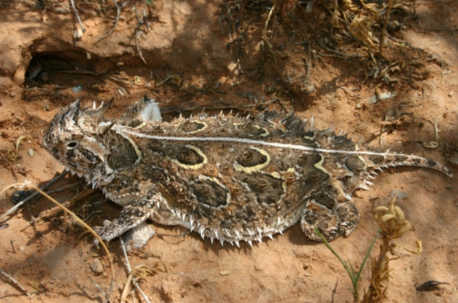 where do horned lizards live