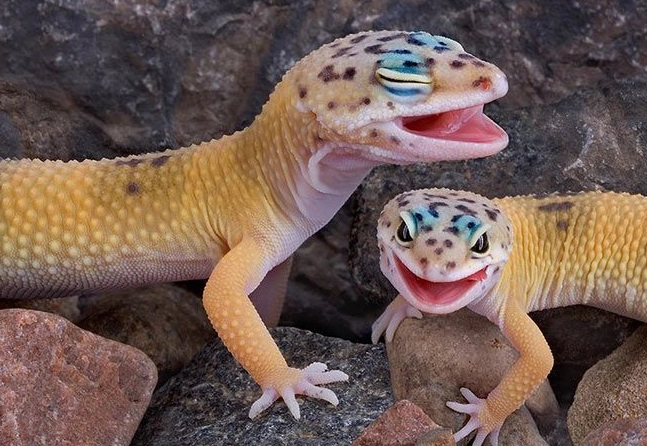 pet for 10 year old beginner pet for 10 year old beginner