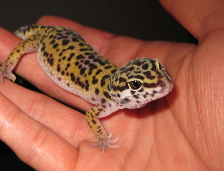 easy reptile pet for kids easy reptile pet for kids