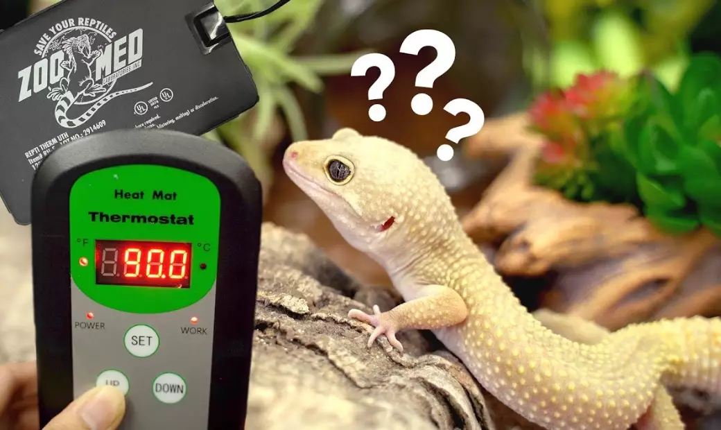 leopard gecko night heat lamp
