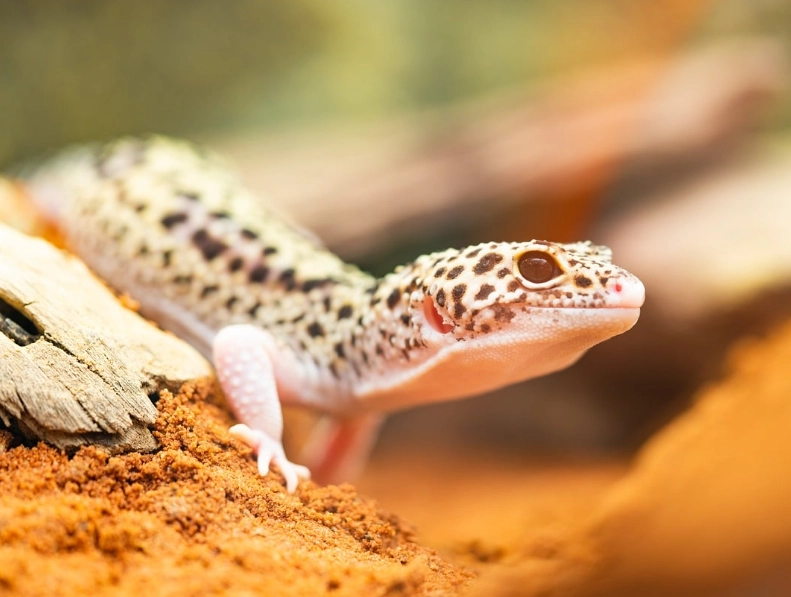 pet for 10 year old beginner pet for 10 year old beginner