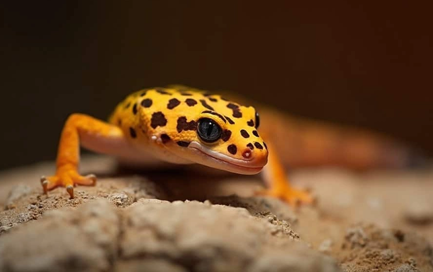 leopard gecko night light leopard gecko night light