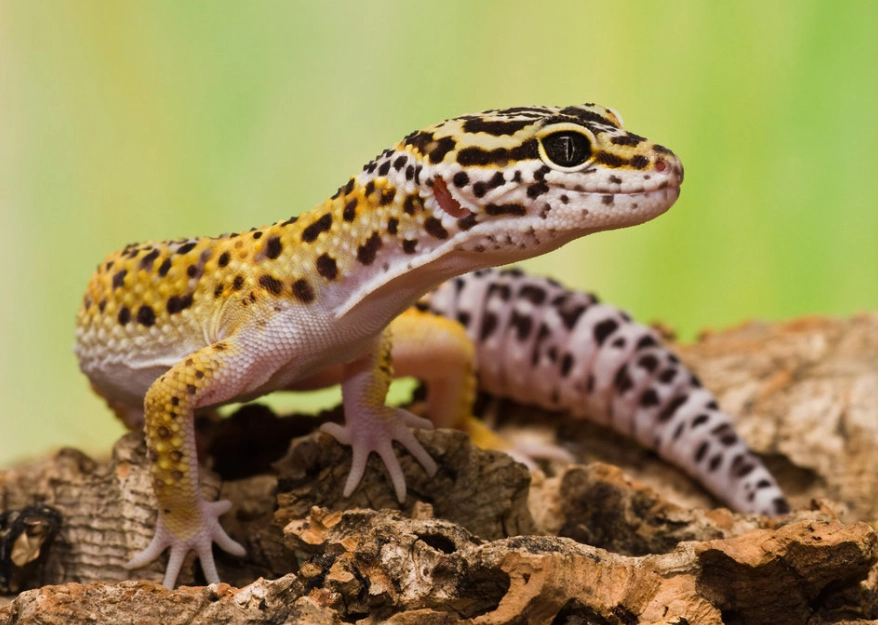 leopard gecko night heat lamp
