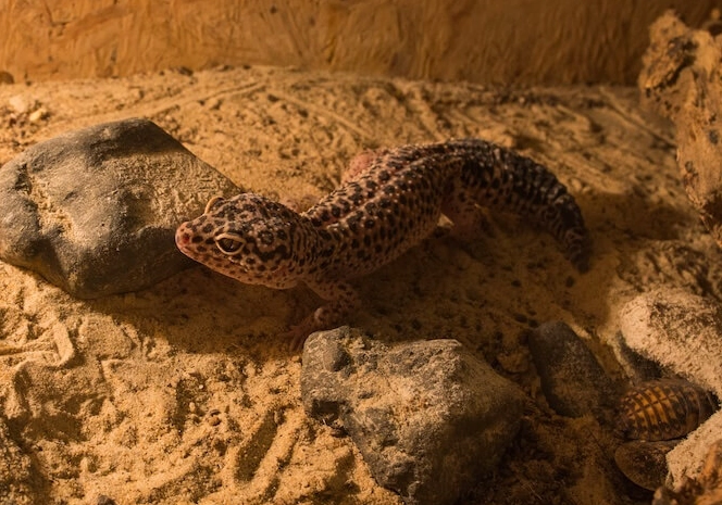 leopard gecko night heat leopard gecko night heat