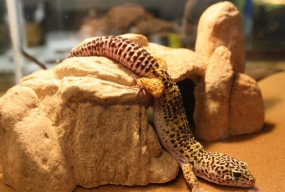 do leopard geckos need heat at night