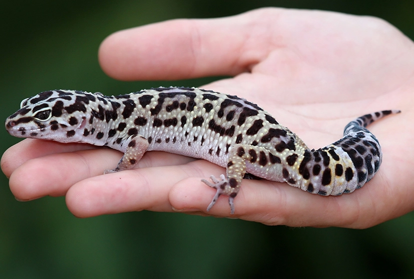 leopard gecko good pet for child leopard gecko good pet for child