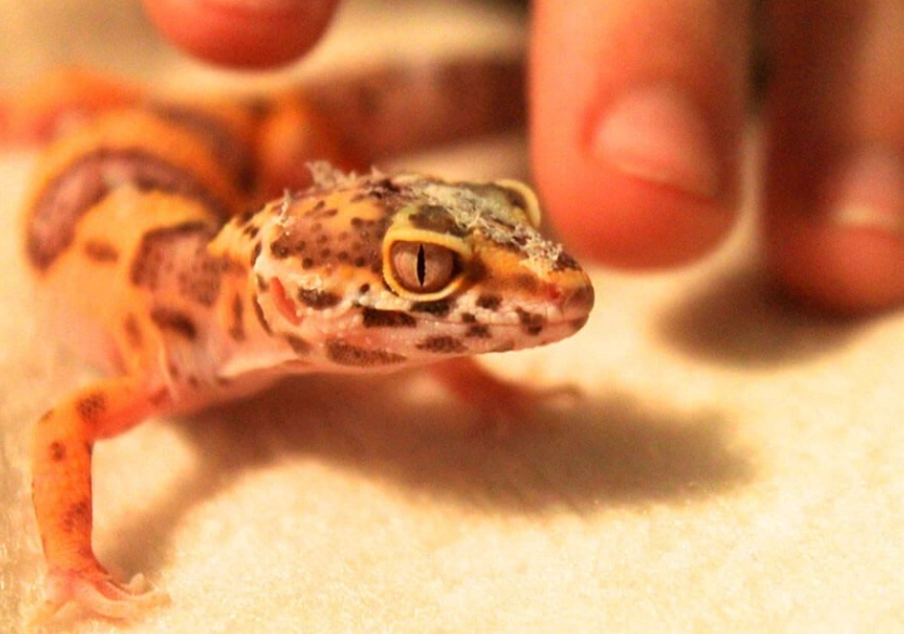 do leopard geckos need heat at night