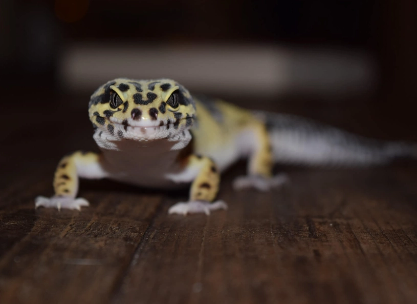 reptile lighting reptile lighting