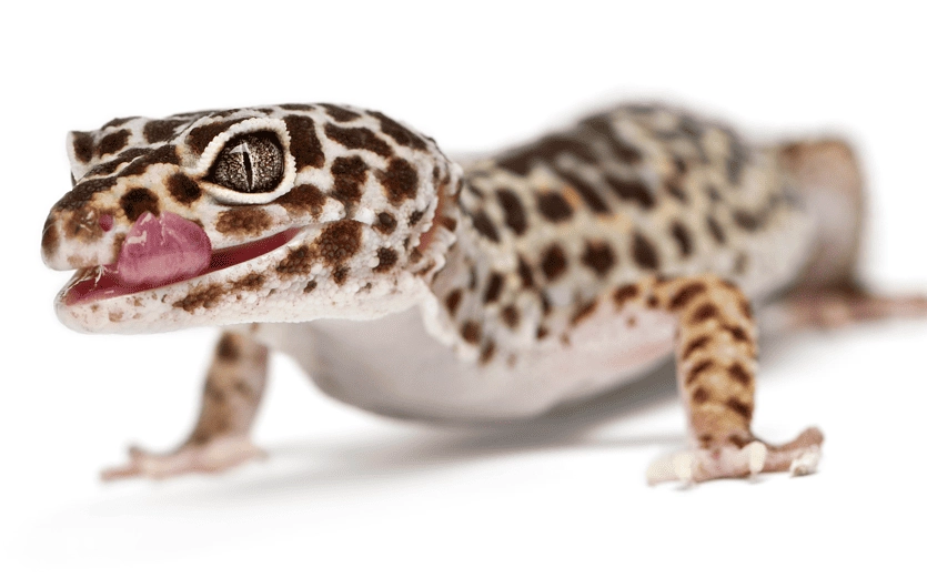 easy reptile pet for kids easy reptile pet for kids