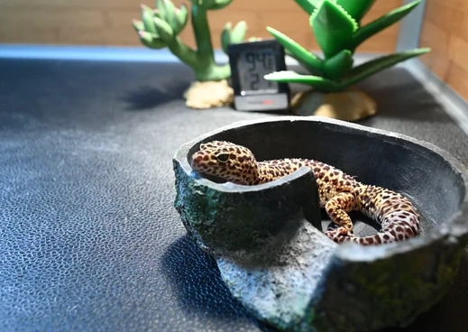 leopard gecko heating leopard gecko heating