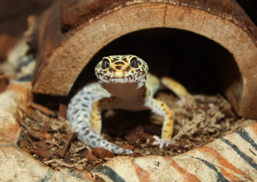 leopard gecko temperature requirements