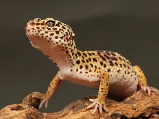 leopard gecko good pet for child leopard gecko good pet for child