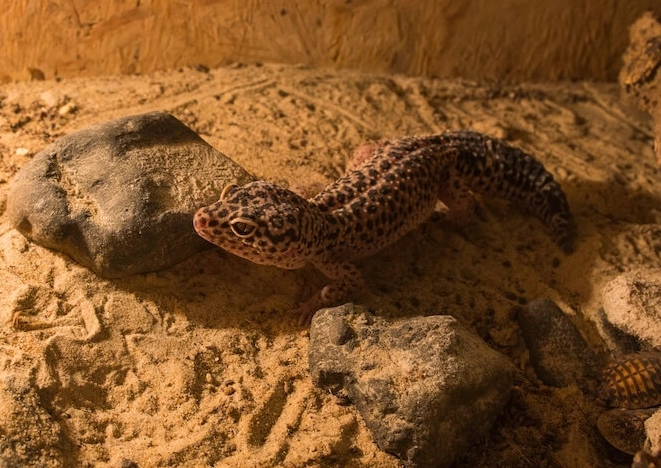 reptile lighting reptile lighting