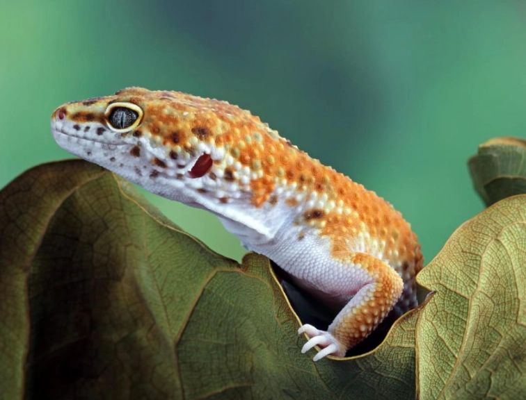 how long do leopard geckos live