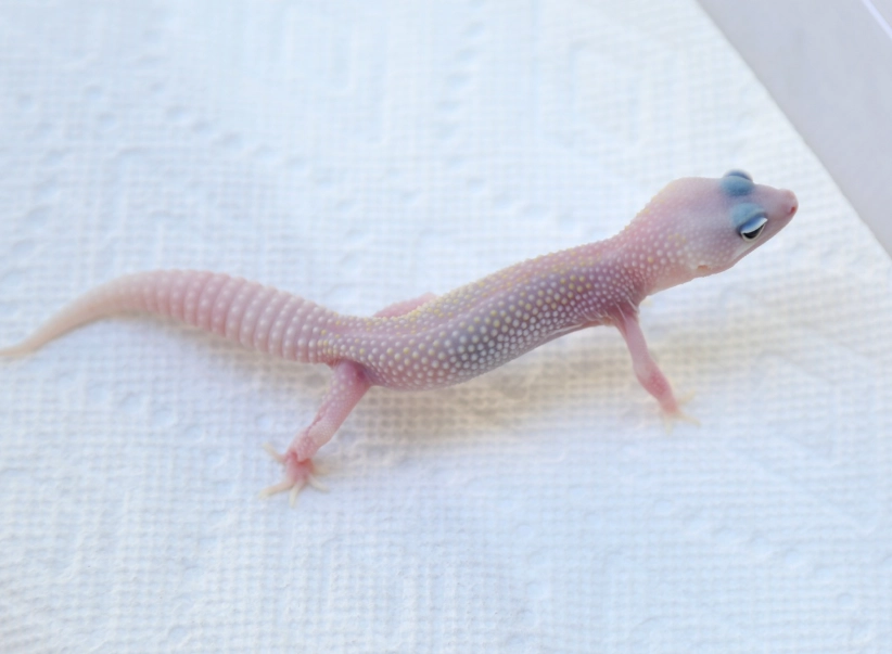 leopard gecko blizzard