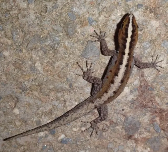 striped gecko species