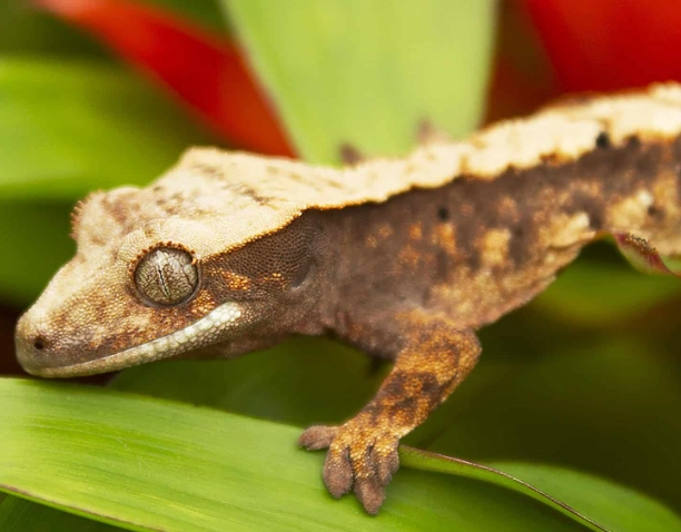crested gecko care