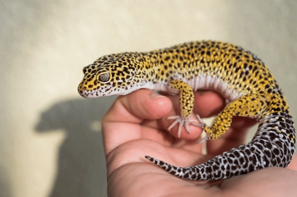 leopard gecko care