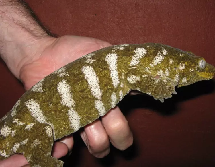 rhacodactylus leachianus care