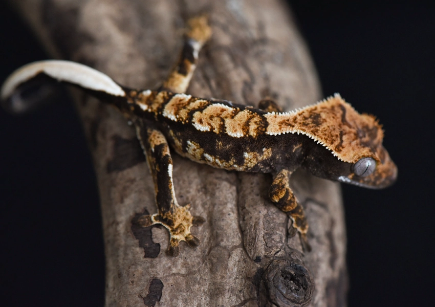 crested gecko care