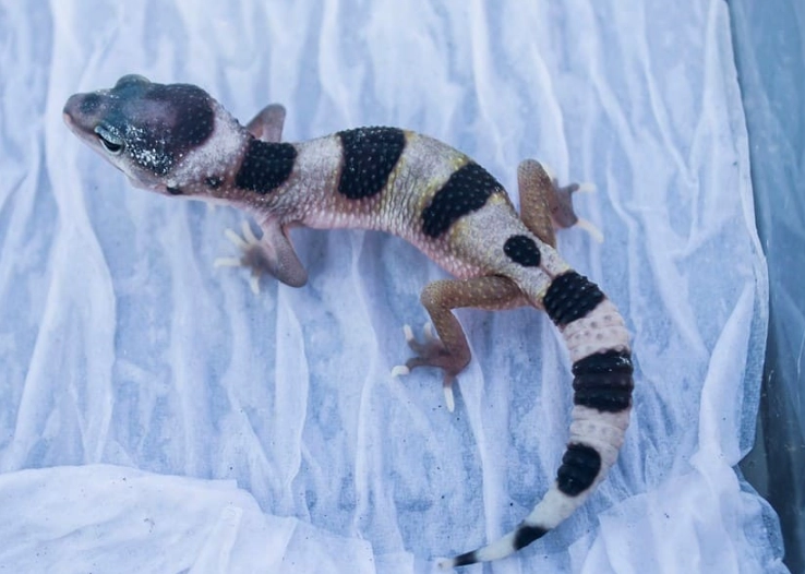 baby leopard gecko care