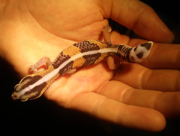 striped gecko species