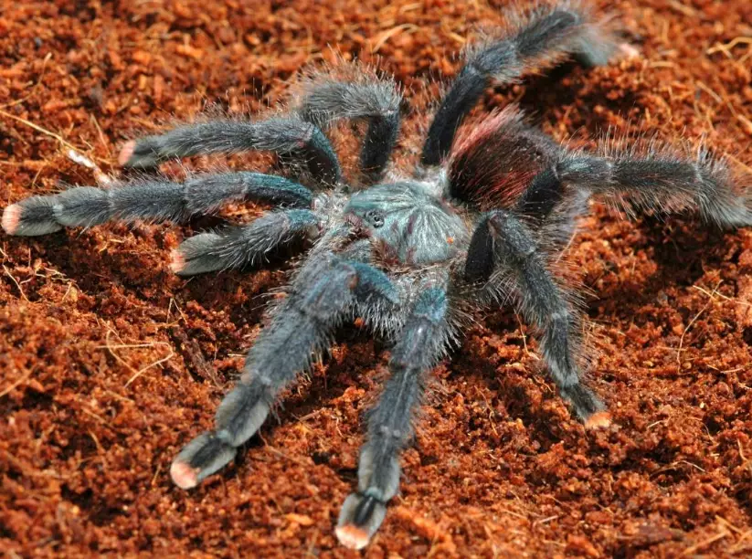 pet tarantula types