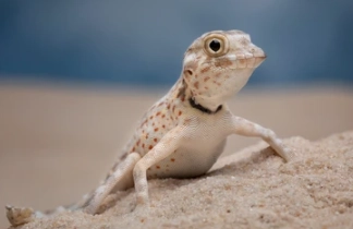 scorpion tailed gecko care