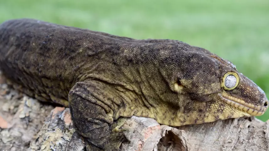 giant gecko habitat setup