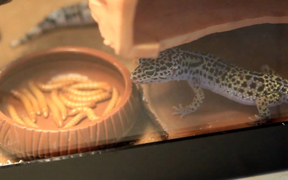feeding leopard geckos feeding leopard geckos