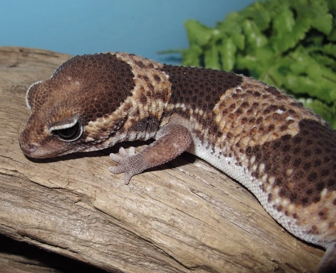 African fat tailed gecko