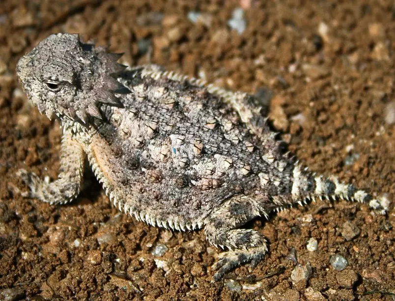 horned gecko care