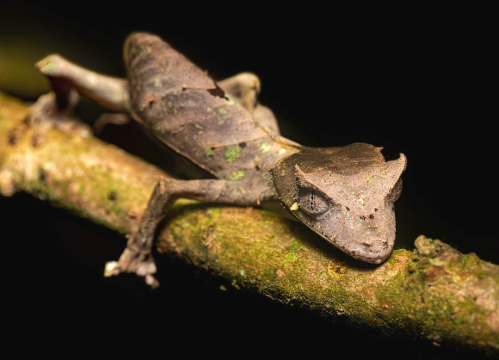 satanic leaf-tailed gecko care