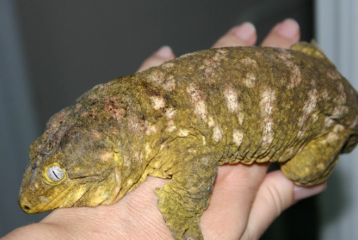 rhacodactylus leachianus care