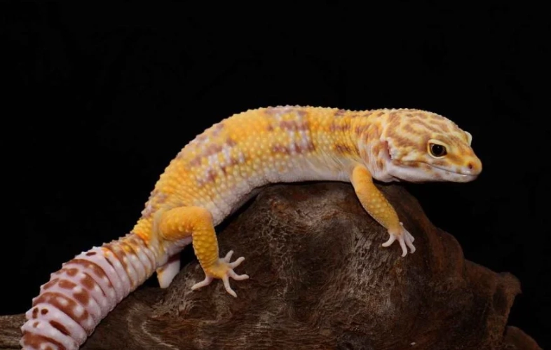 albino leopard gecko care