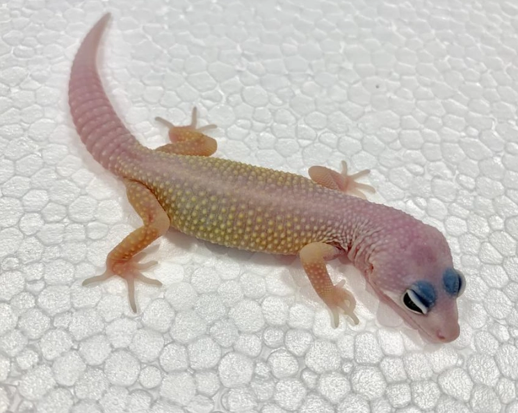 blizzard leopard gecko morph