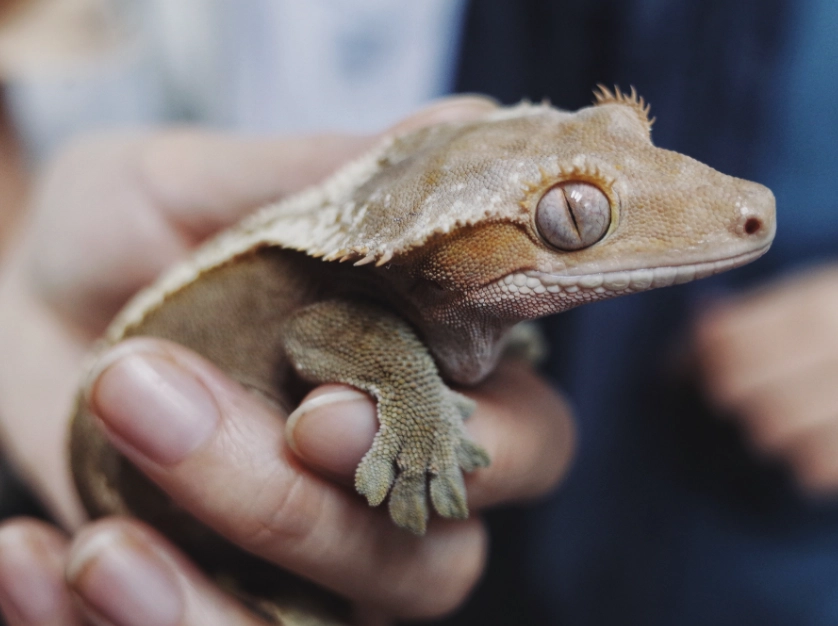 crested gecko care