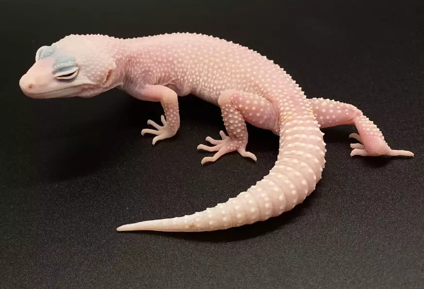 blizzard leopard gecko care