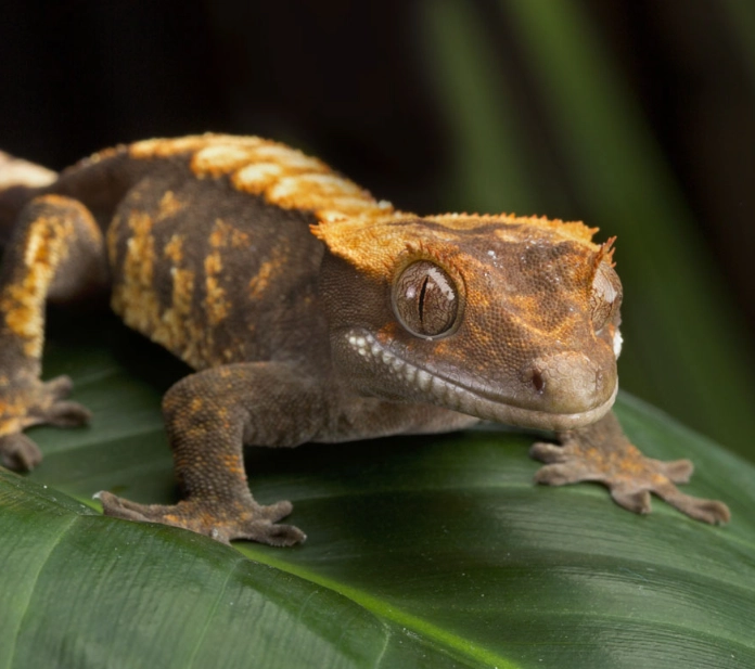 crested gecko diet